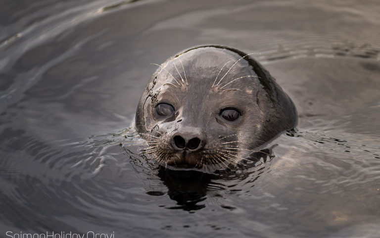 Unforgettable Seal Safari PRIVATE