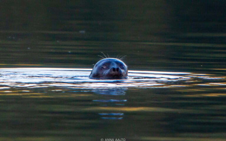 Sunset Seal Safari in Linnansaari National Park