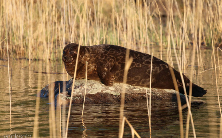Unforgettable Sealsafari in Linnansaari National Park (May)