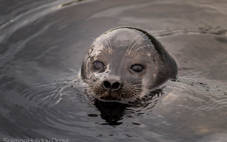 Unforgettable Sealsafari in Linnansaari National Park (May)