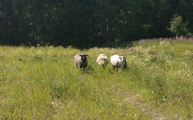 Olavinlammas