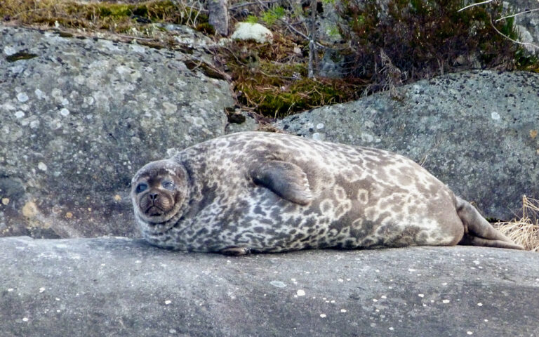 Accessible seal safari in Linnansaari National Park (PRIVATE)