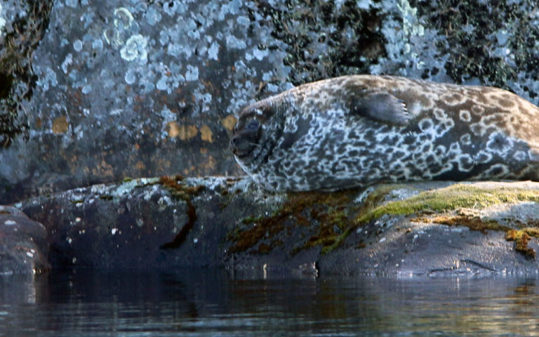 Accessible seal safari in Linnansaari National Park (PRIVATE)