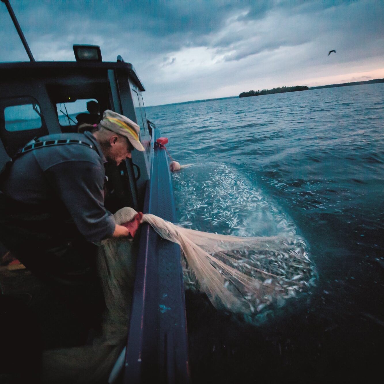Puruvesi kalastus muikku saimaa savonlinna Puruvesi kalastus muikku saimaa savonlinna