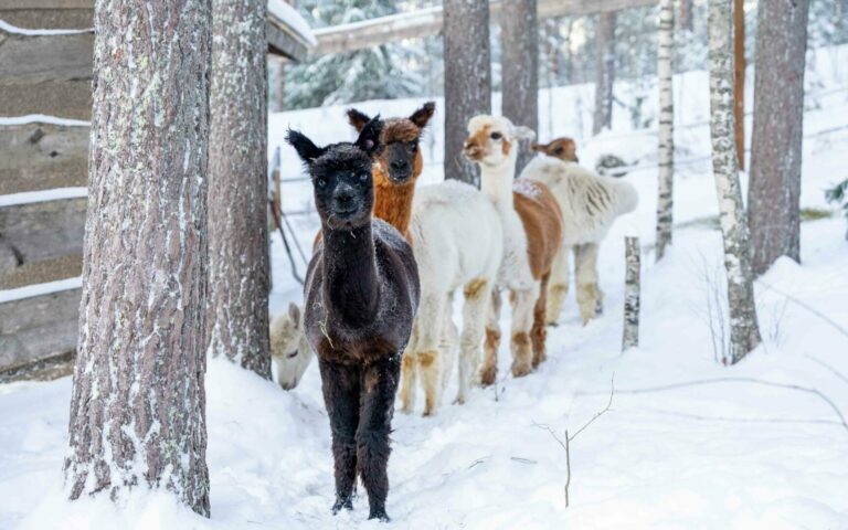 Forest Café & Alpacas