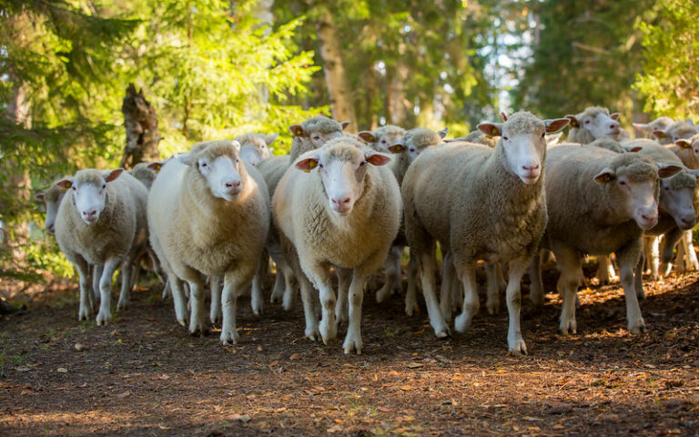 Lammaspaimenloma Linnansaaren kansallispuiston kupeessa
