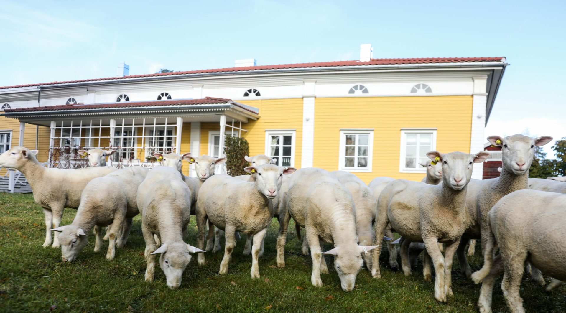 putkisalon kartano lampaat