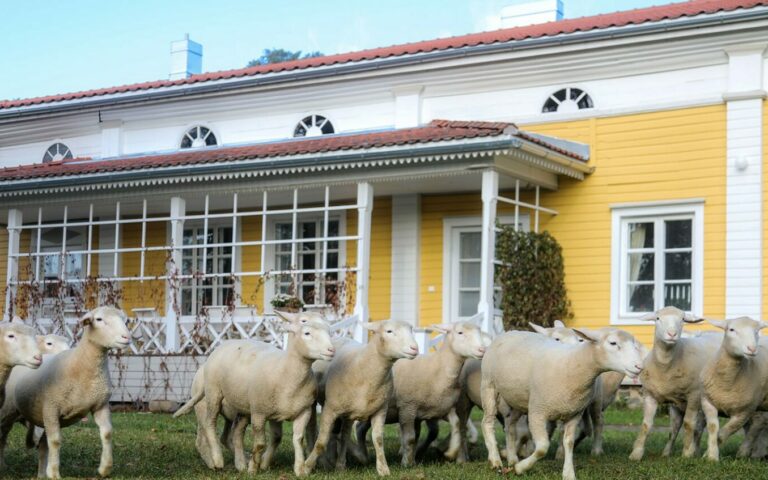 Putkisalo Manor | Local Food Lunch & Life on a Sheep Farm | Rantasalmi
