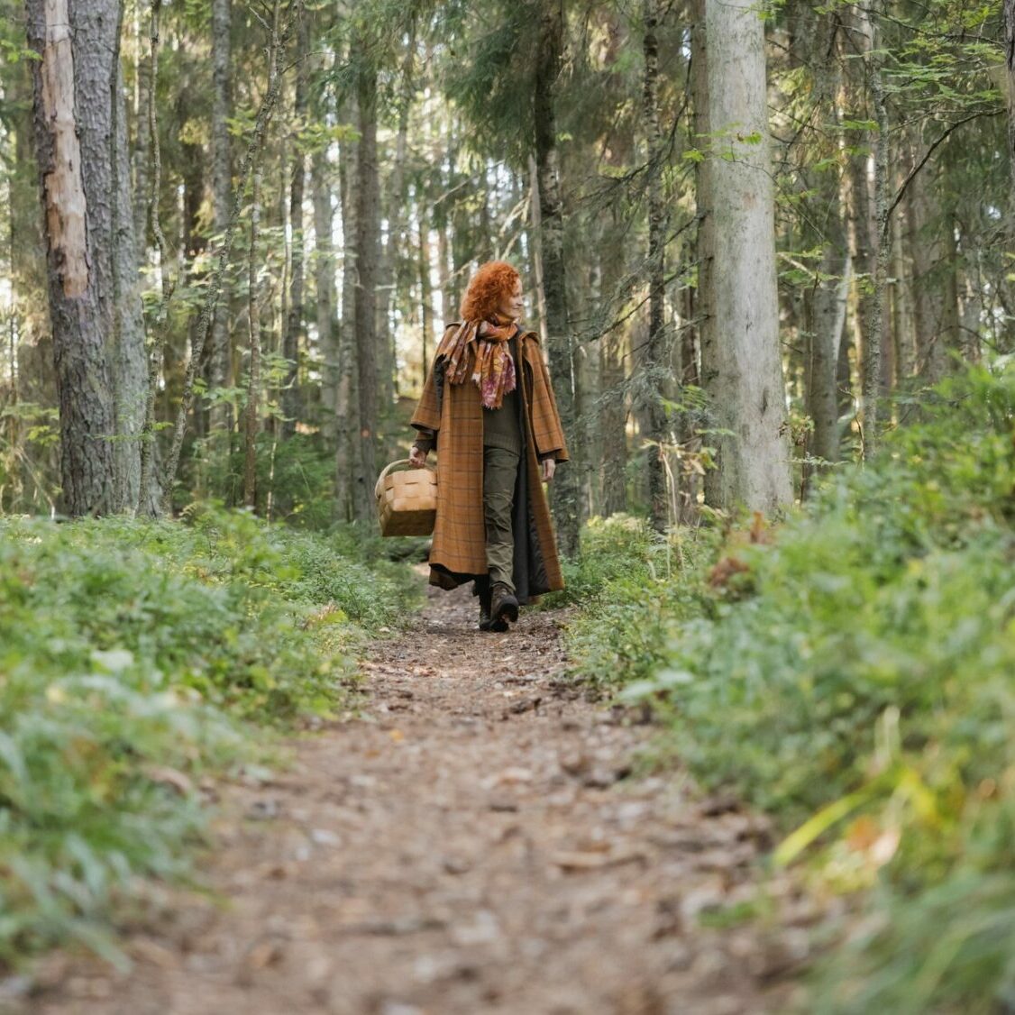 Taste the Forest - walk in the forest Taste the Forest - walk in the forest