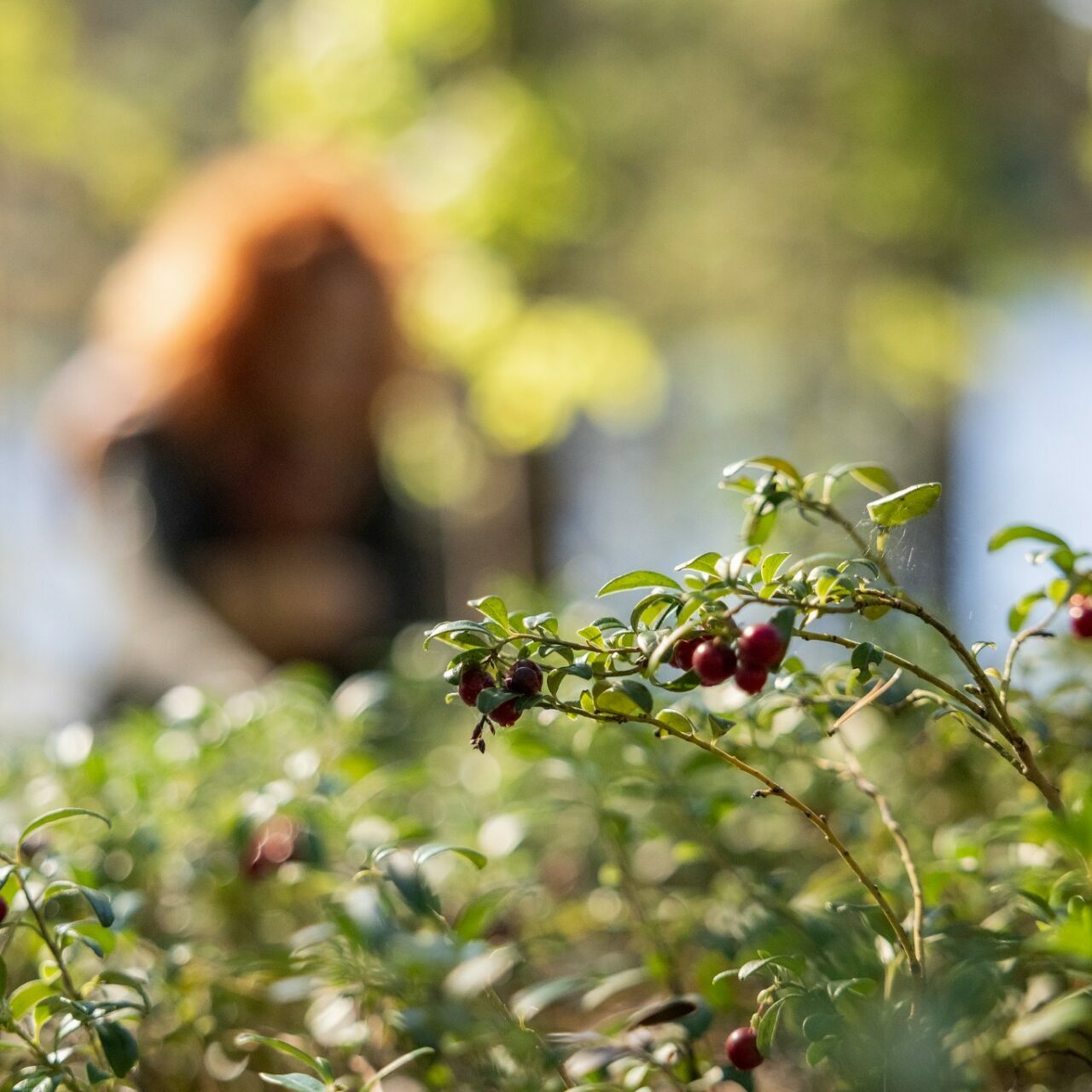 Taste the Forest - picking up lingonberries Taste the Forest - picking up lingonberries