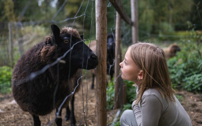 Iijoki Organic Farm | Barn Café & Farm Animals | Sulkava
